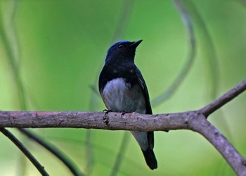 Blue-and-white Flycatcher 静岡県森林公園 Sat, 5/7/2022