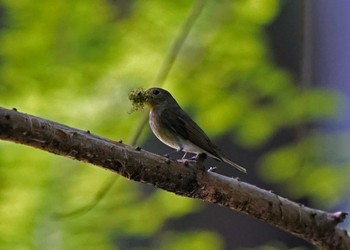 Blue-and-white Flycatcher 静岡県森林公園 Sat, 5/7/2022