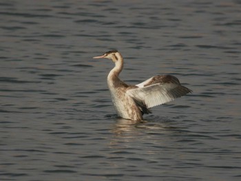 Great Crested Grebe 手賀川 Wed, 11/29/2017