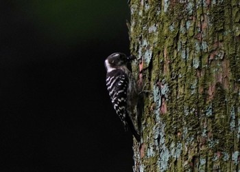 Japanese Pygmy Woodpecker 静岡県森林公園 Sat, 5/7/2022