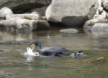 カワウ 平成榛原子供のもり公園 2022年5月6日(金)