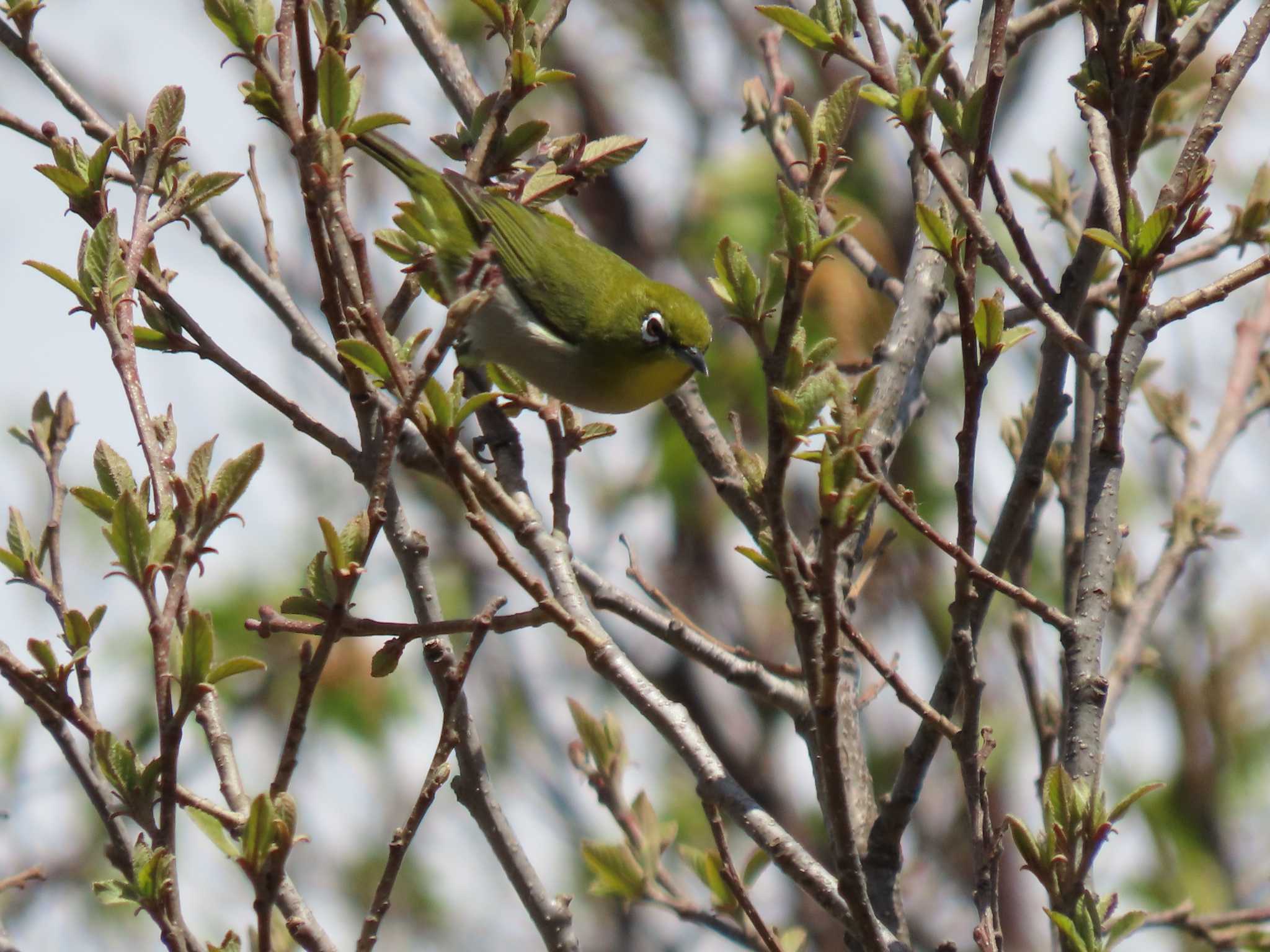 Photo of Warbling White-eye at Lake Utonai by ゴト