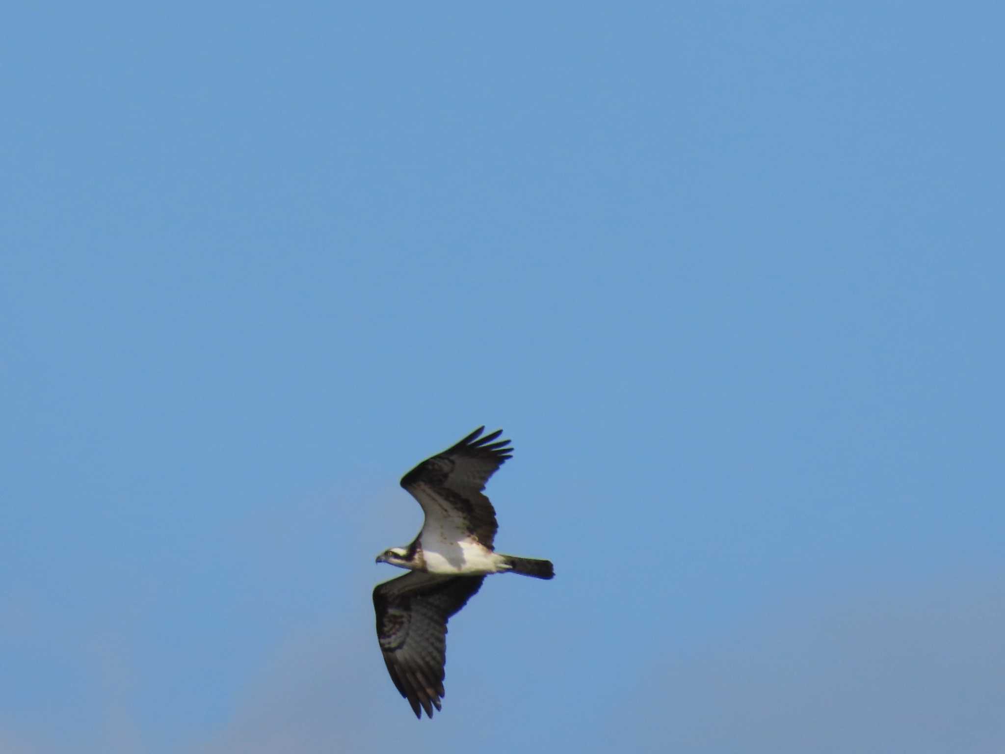 Photo of Osprey at Lake Utonai by ゴト