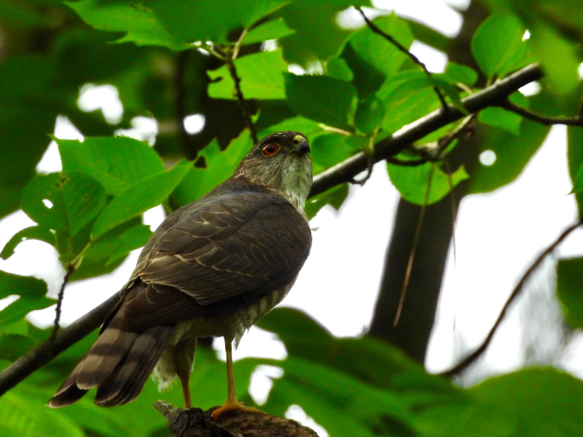 Japanese Sparrowhawk