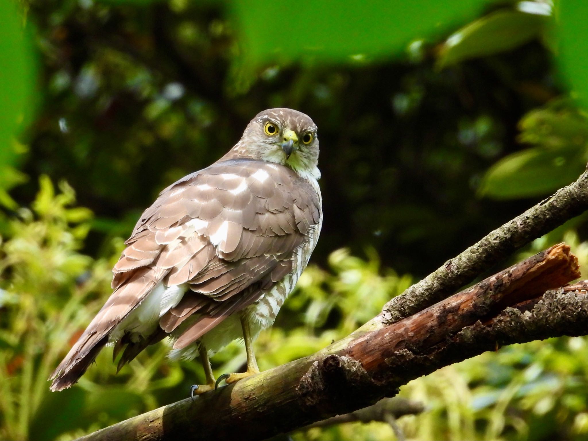 Japanese Sparrowhawk