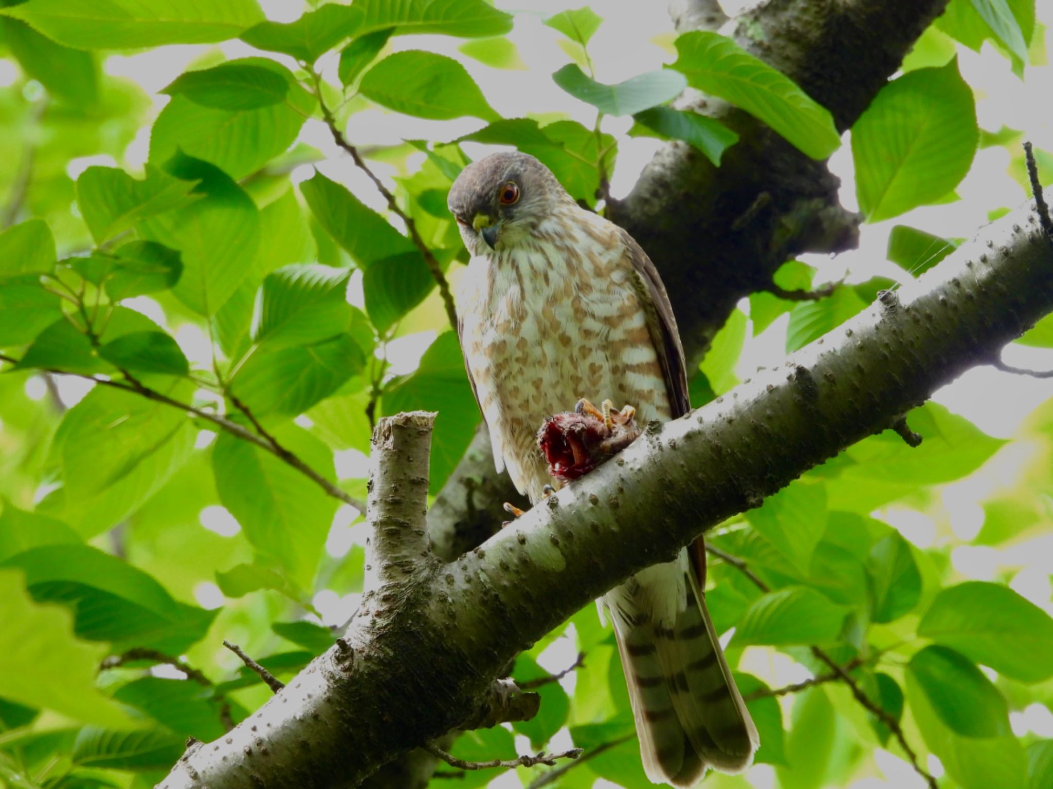 Japanese Sparrowhawk