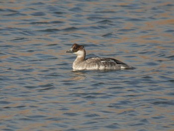 Smew 手賀川 Wed, 11/29/2017