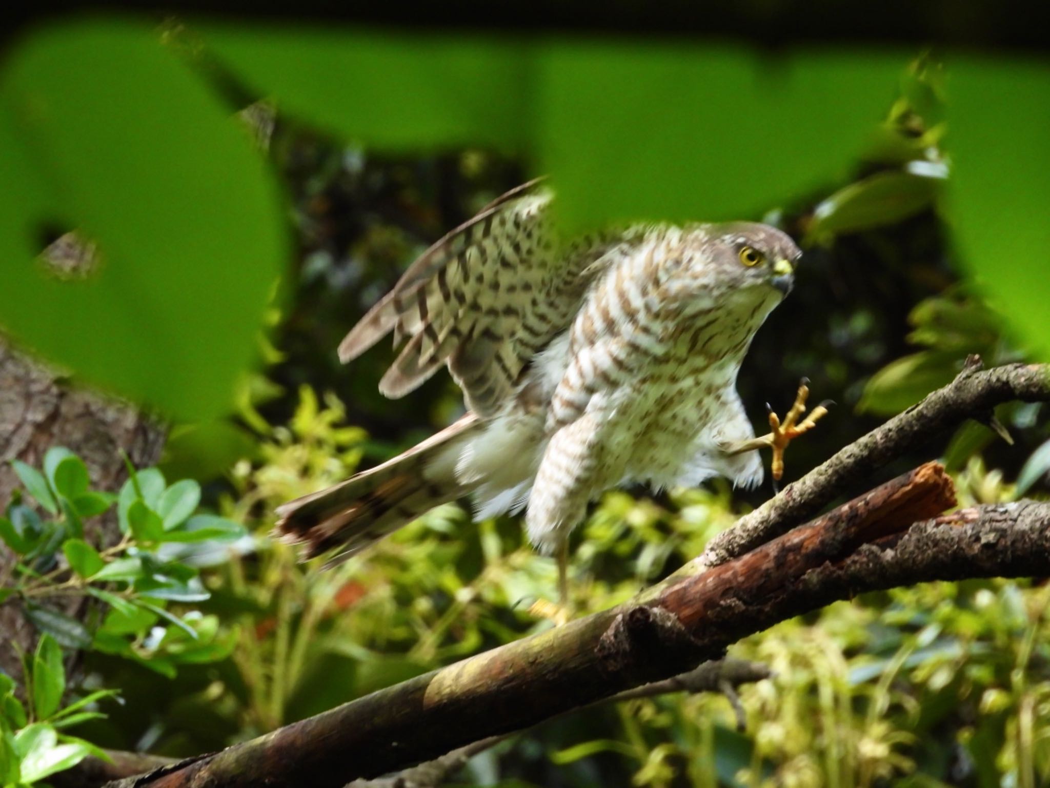 Japanese Sparrowhawk