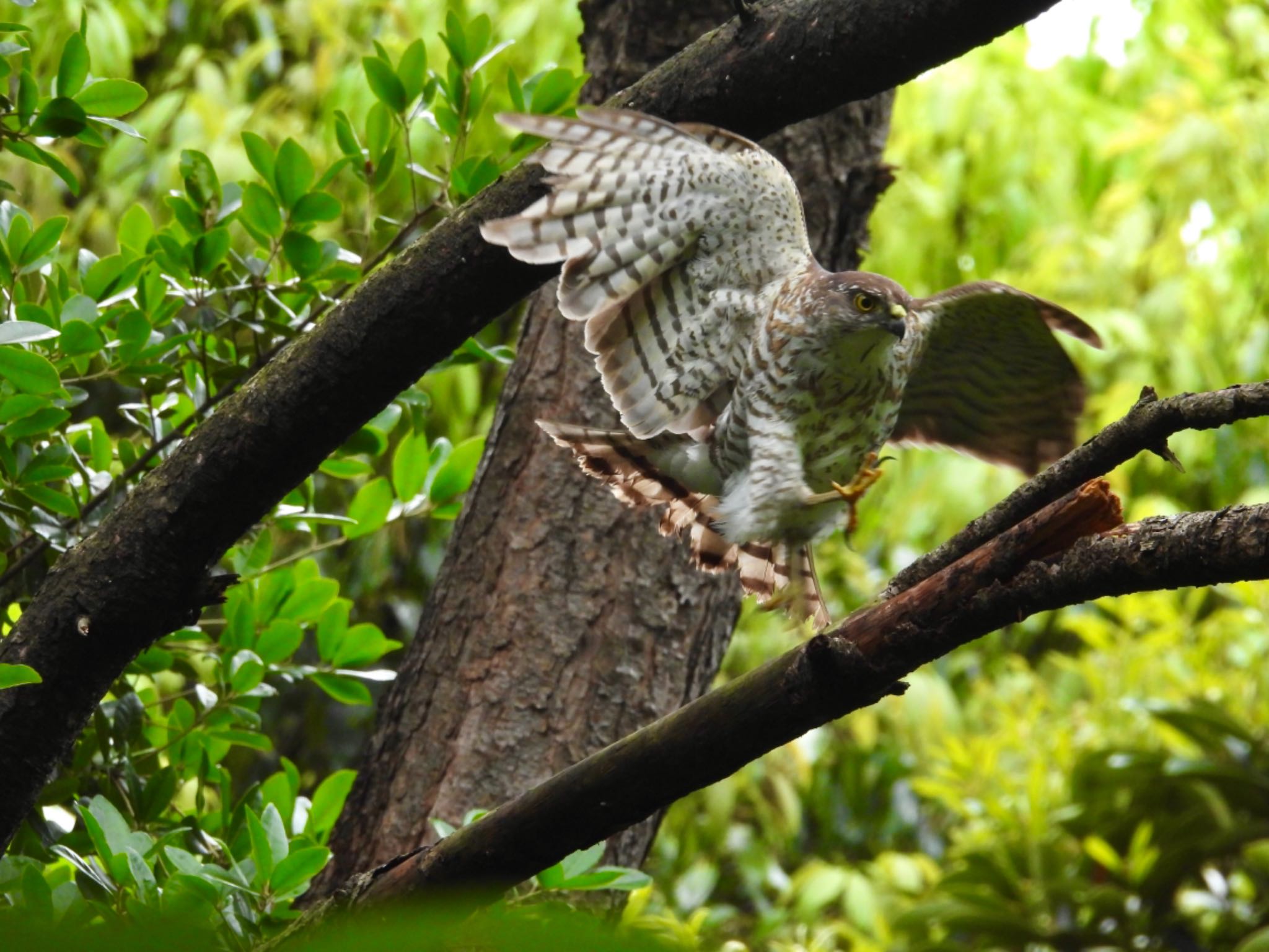 Japanese Sparrowhawk