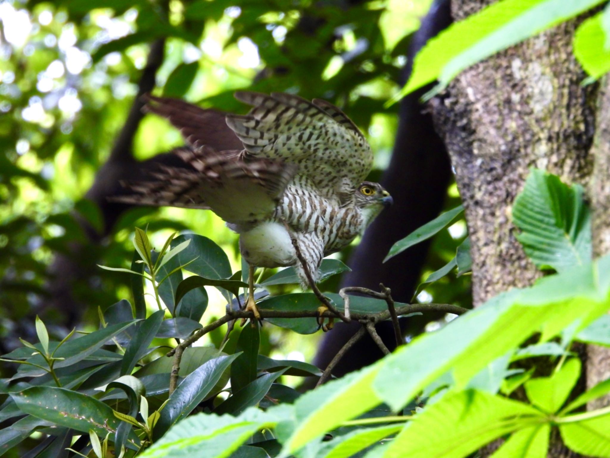 Japanese Sparrowhawk