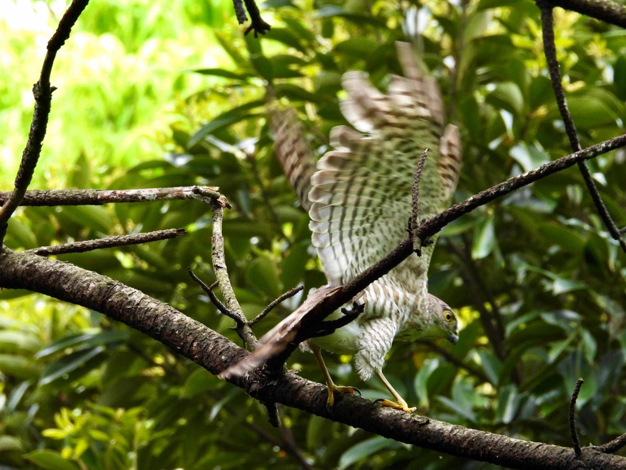 Japanese Sparrowhawk