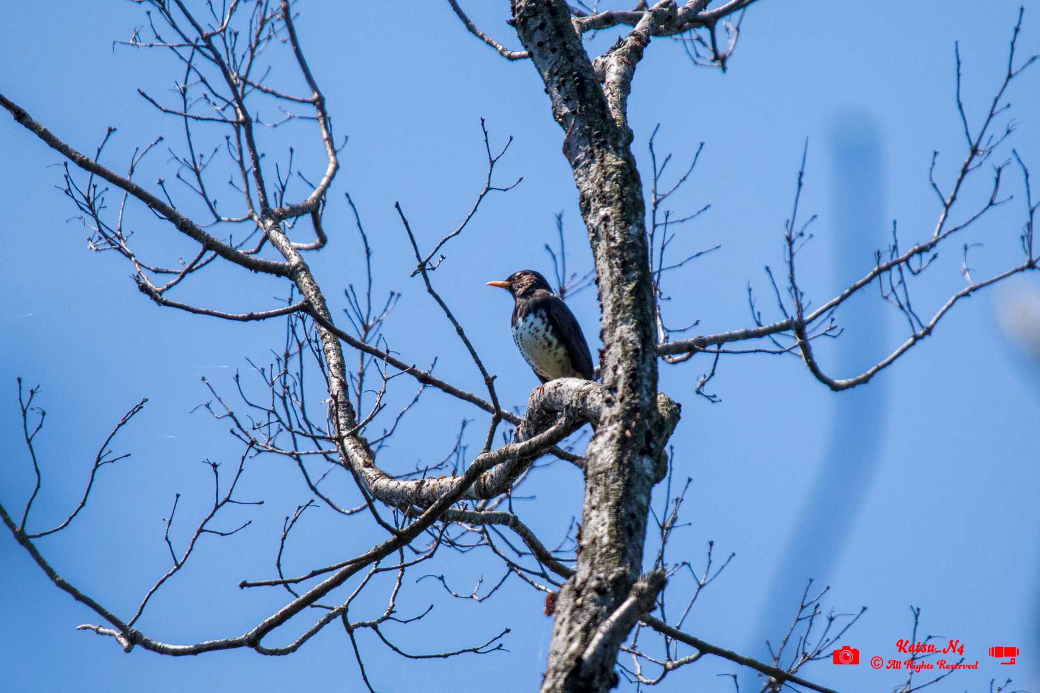 Photo of Japanese Thrush at Yatoyama Park by katugon