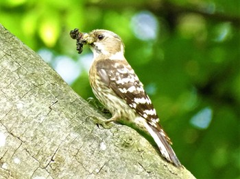 2022年5月7日(土) 舞岡公園の野鳥観察記録