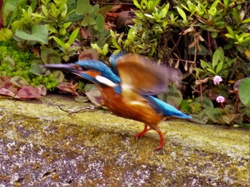 2022年5月7日(土) いたち川(横浜 本郷台)の野鳥観察記録