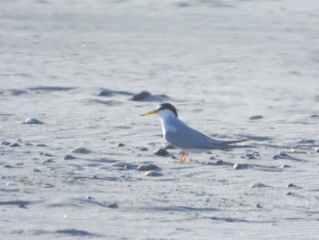 Little Tern 舞阪海岸 Sat, 5/7/2022