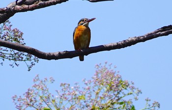 2022年5月7日(土) 恩智川治水緑地の野鳥観察記録