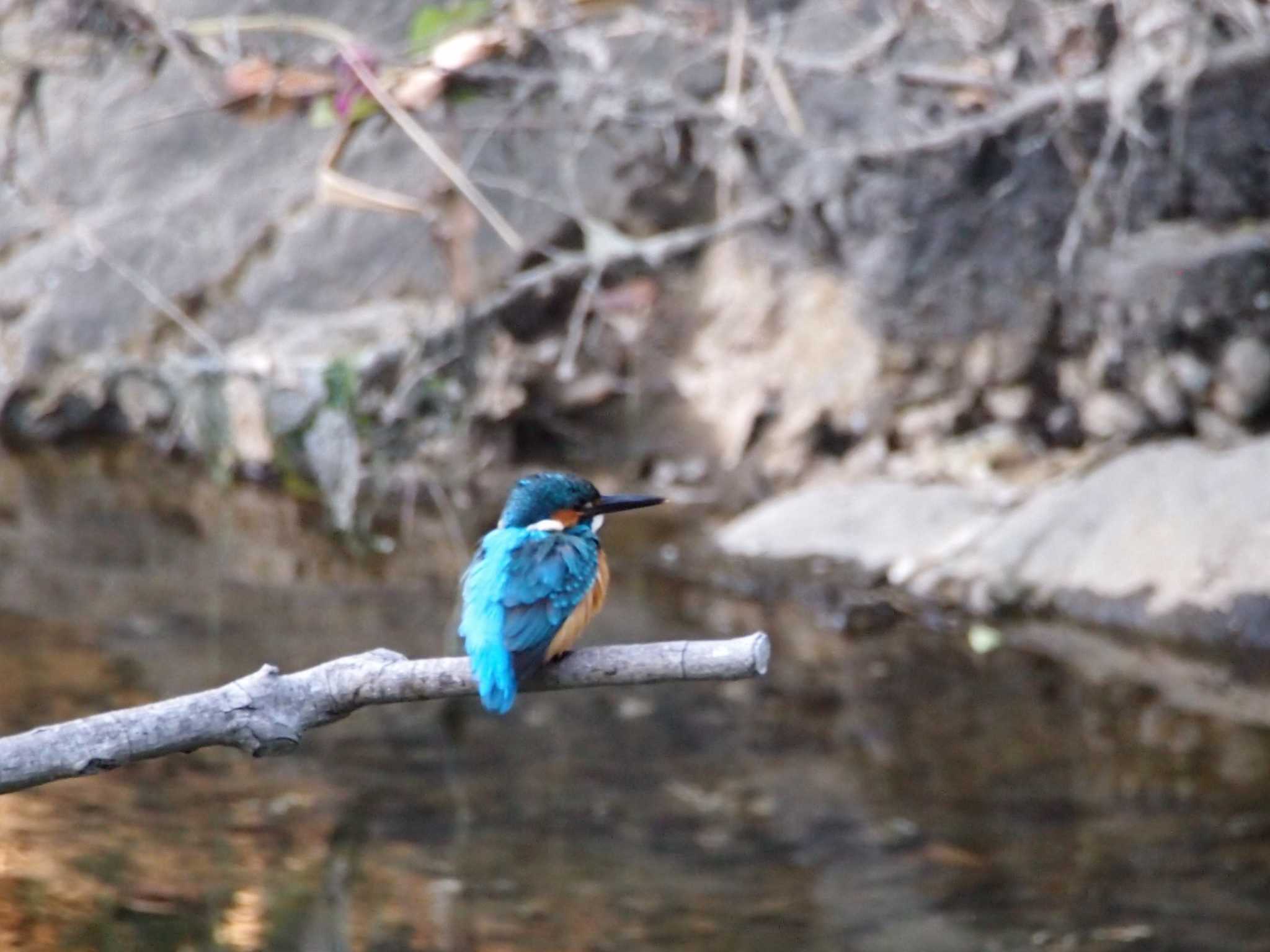 Photo of Common Kingfisher at Nagahama Park by 塩昆布長