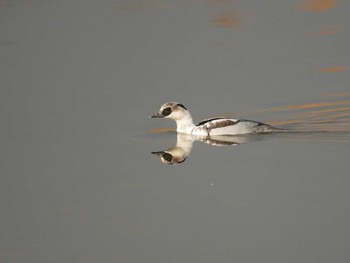 Smew 手賀川 Wed, 11/29/2017