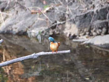 Common Kingfisher Nagahama Park Thu, 5/5/2022