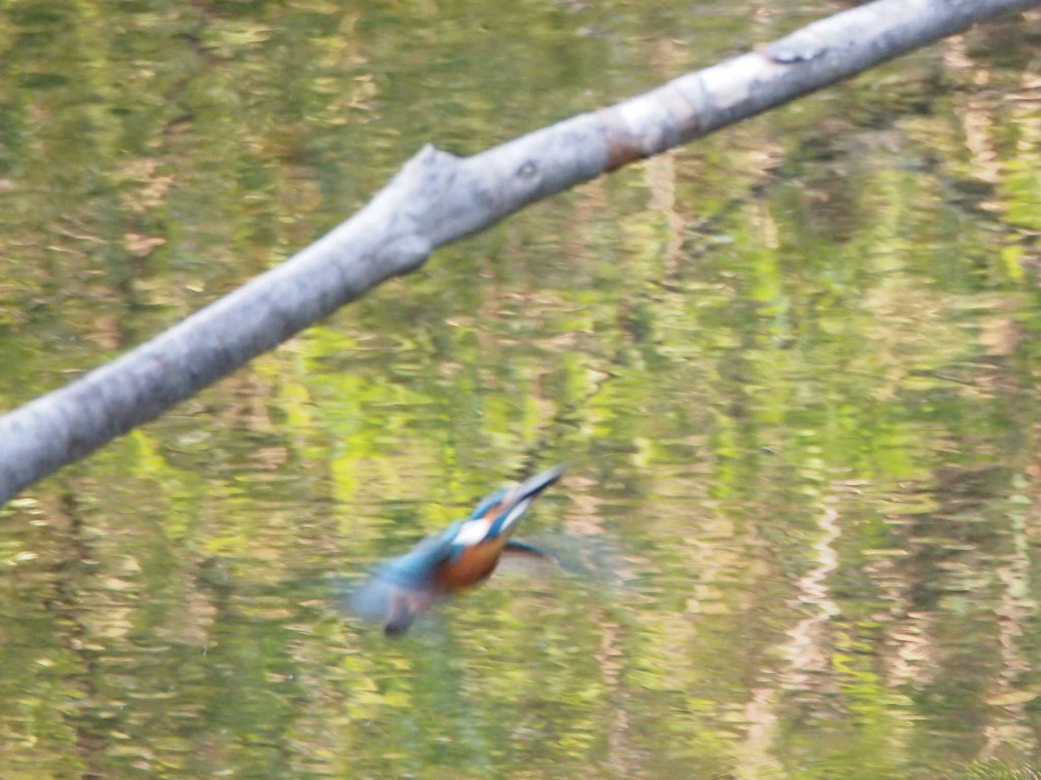 Photo of Common Kingfisher at Nagahama Park by 塩昆布長