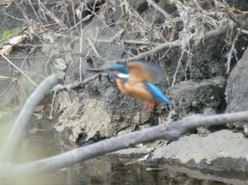 Thu, 5/5/2022 Birding report at Nagahama Park
