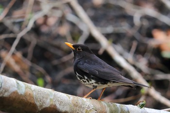 Japanese Thrush Unknown Spots Sat, 5/7/2022