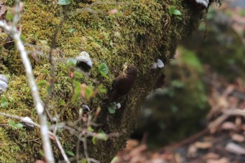 Eurasian Wren 富士山２合目 Sat, 5/7/2022