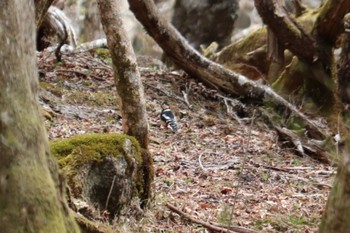 Great Spotted Woodpecker 富士山２合目 Sat, 5/7/2022