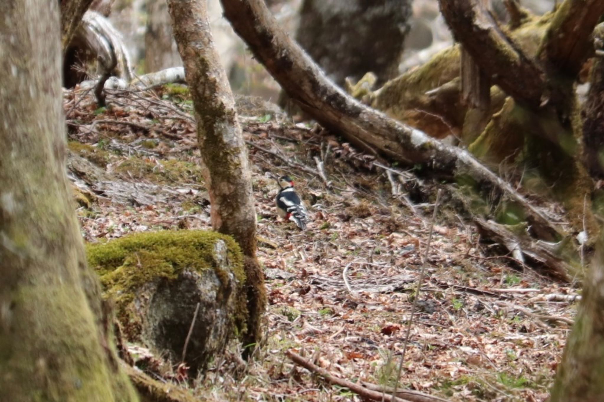 Photo of Great Spotted Woodpecker at 富士山２合目 by monsuke