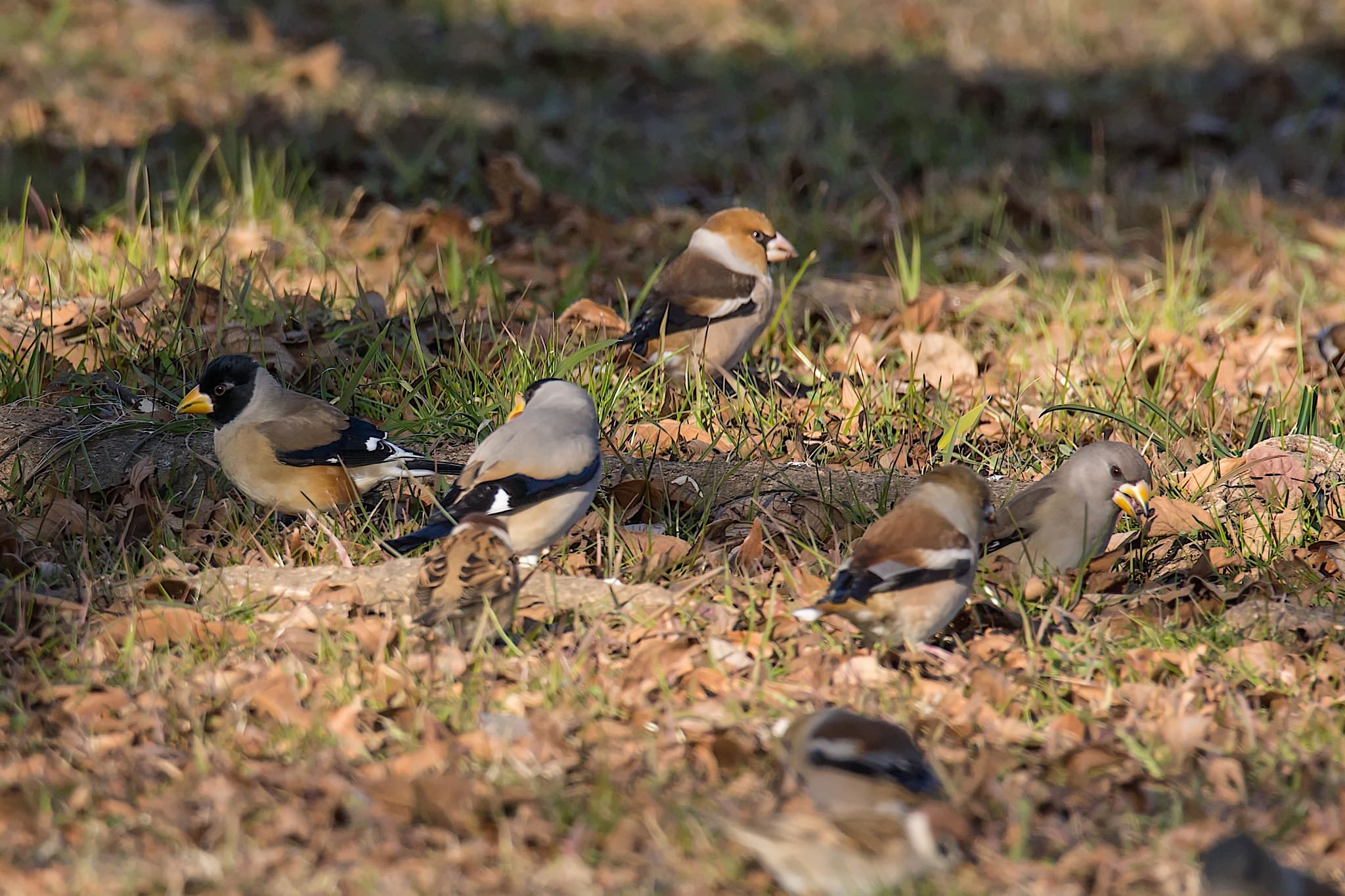 年末恒例！今年出逢えて嬉しかった野鳥　Best 7 by たくぱま