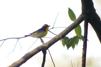 キビタキ 静岡県立森林公園 2022年5月7日(土)