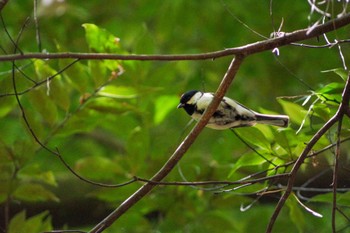 Japanese Tit 四ツ池公園 Sat, 5/7/2022