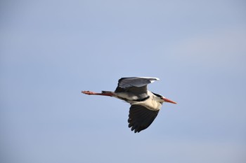 Grey Heron 甲子園浜(兵庫県西宮市) Sat, 5/7/2022