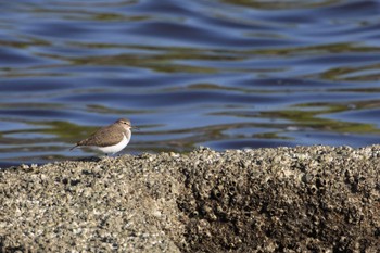 Common Sandpiper 甲子園浜(兵庫県西宮市) Tue, 5/3/2022