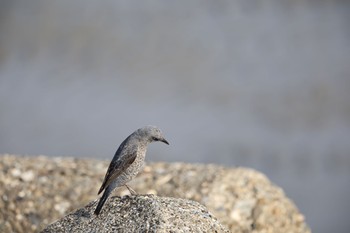 Blue Rock Thrush 甲子園浜(兵庫県西宮市) Sat, 5/7/2022