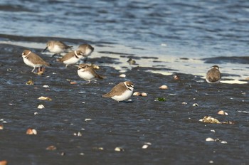 シロチドリ ふなばし三番瀬海浜公園 2017年12月3日(日)