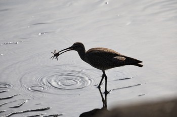 Eurasian Whimbrel 甲子園浜(兵庫県西宮市) Sat, 5/7/2022