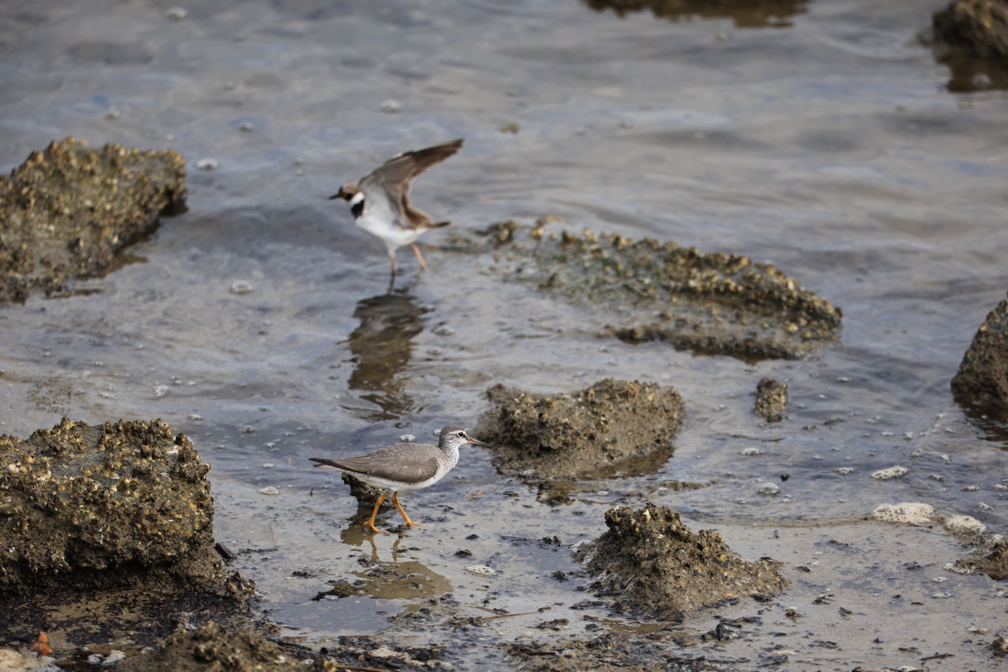 Photo of Grey-tailed Tattler at 甲子園浜(兵庫県西宮市) by yossan1969