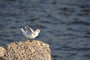 Black-headed Gull 甲子園浜(兵庫県西宮市) Tue, 5/3/2022