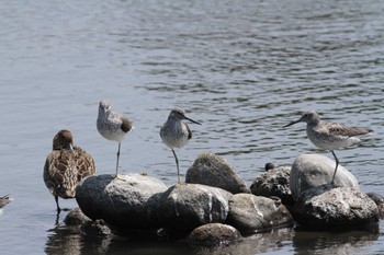 Common Greenshank Gonushi Coast Mon, 5/2/2022