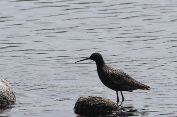 Spotted Redshank Gonushi Coast Mon, 5/2/2022