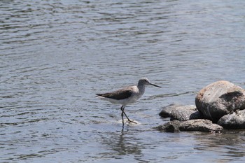 Common Greenshank Gonushi Coast Mon, 5/2/2022