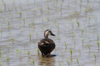 Eastern Spot-billed Duck Gonushi Coast Mon, 5/2/2022