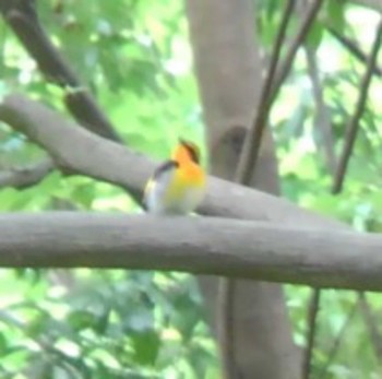 2022年5月7日(土) 埼玉県の野鳥観察記録