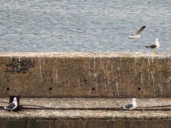 Black-tailed Gull 小樽港 Sat, 5/7/2022