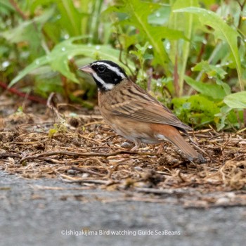 Tristram's Bunting Ishigaki Island Wed, 5/4/2022