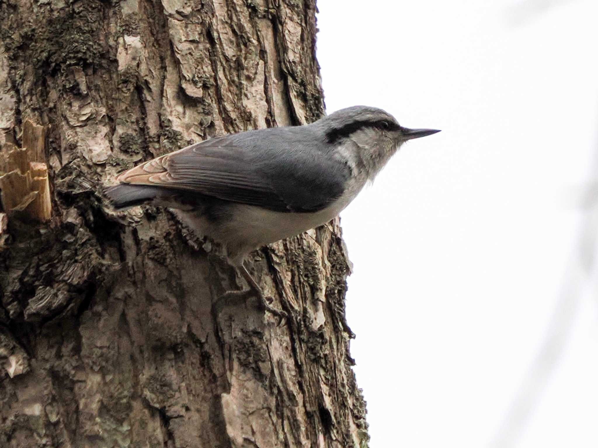 Eurasian Nuthatch(asiatica)