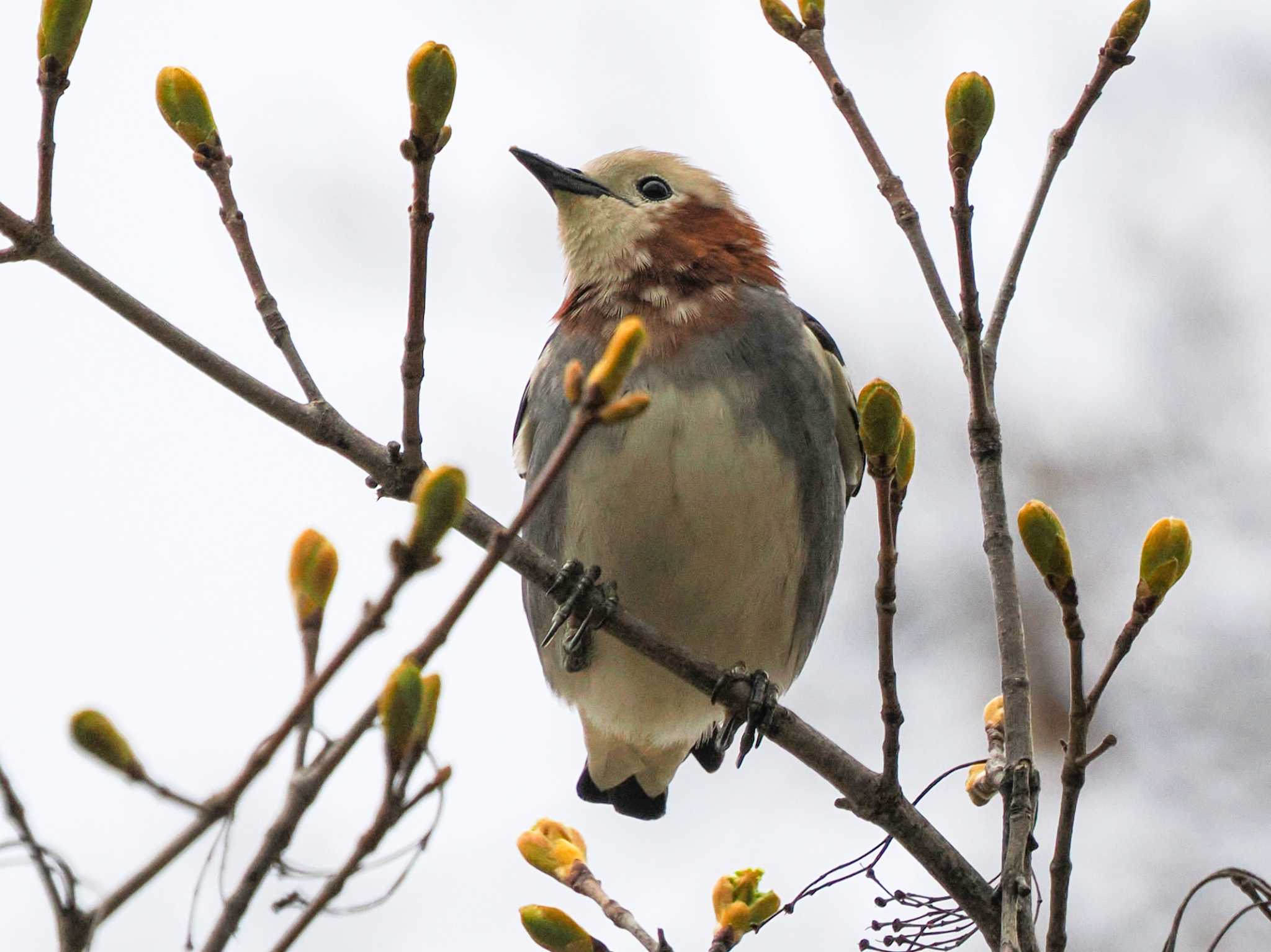 Chestnut-cheeked Starling