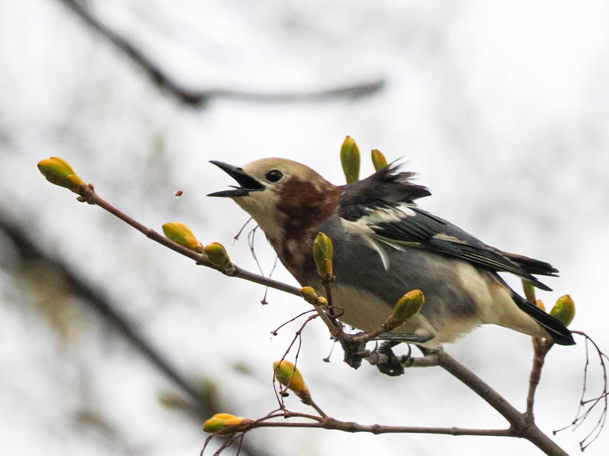 Chestnut-cheeked Starling