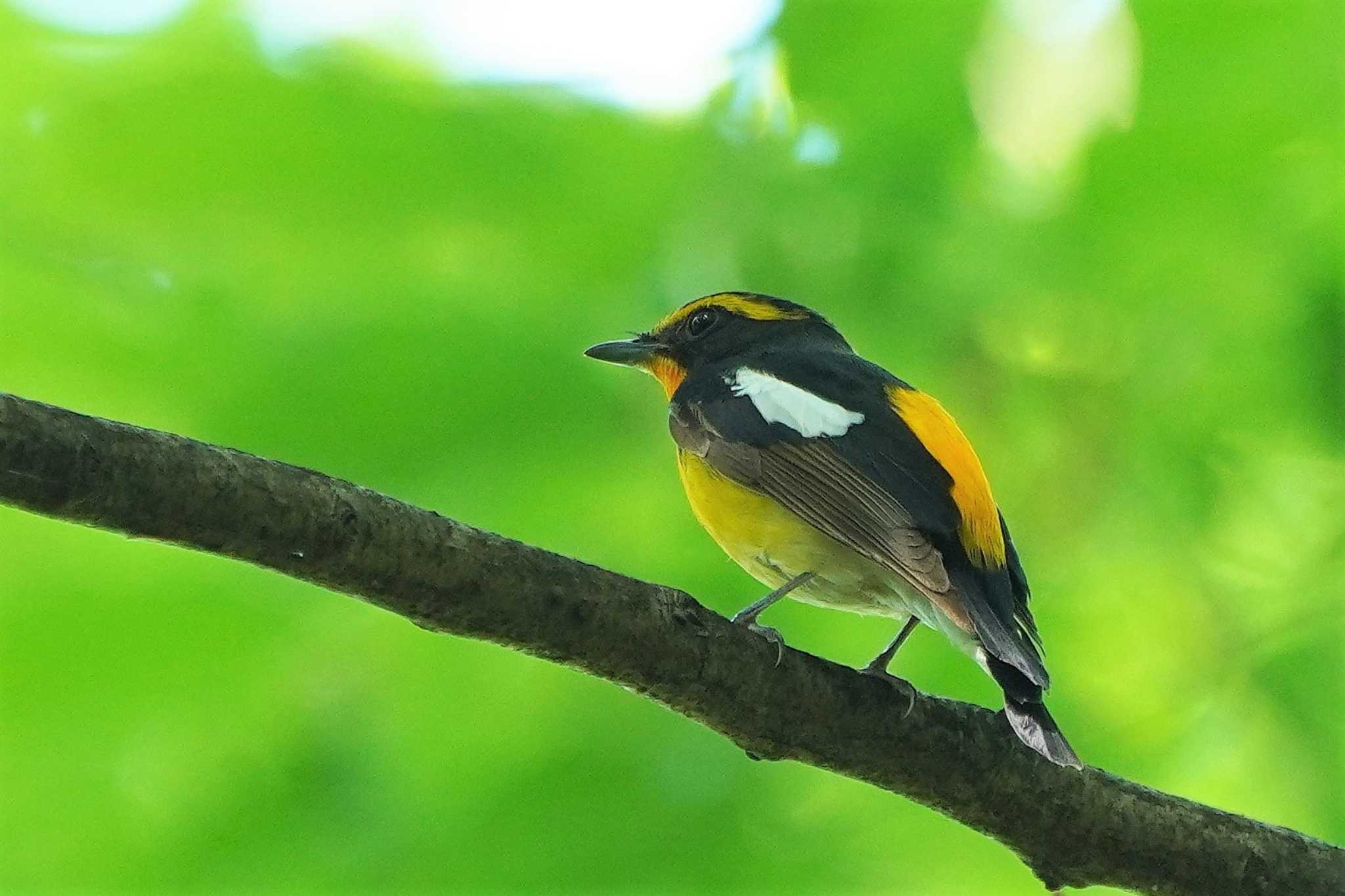 昭和記念公園 キビタキの写真 by アカウント4133